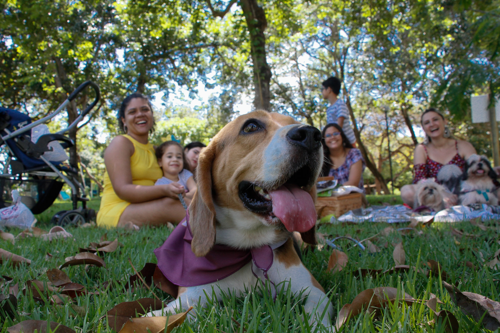 cachorro deitado na grama